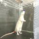 Imagen para el artículo titulado Capturan ratas moviendo sus cabezas al ritmo de un beat